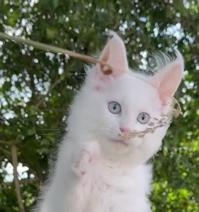 Maine Coon cats for sale: STUNNING WHITE WITH BLUE EYES -BAER TESTED  - Video 3