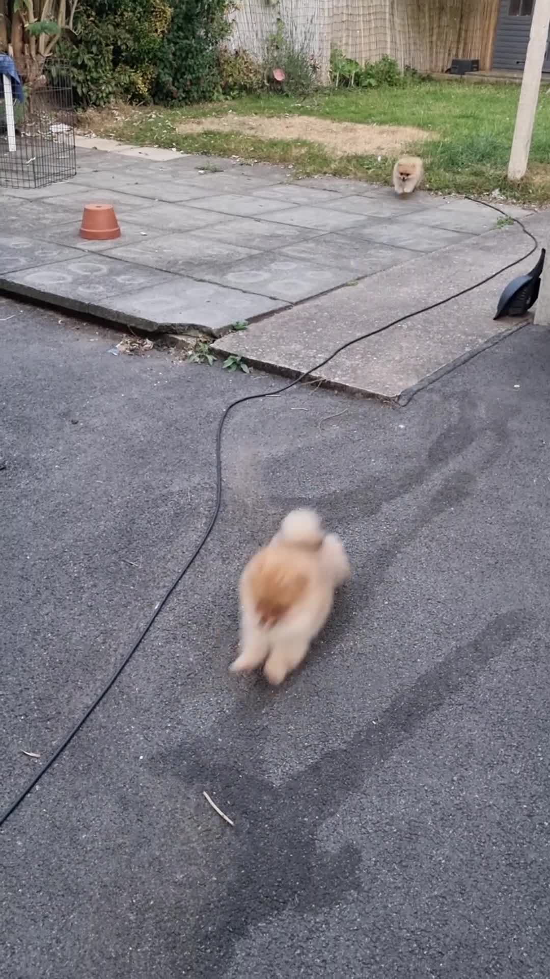 Pomeranian dogs for sale: Reduced !!! Beautiful Boy Pomeranian Puppies - Video 1