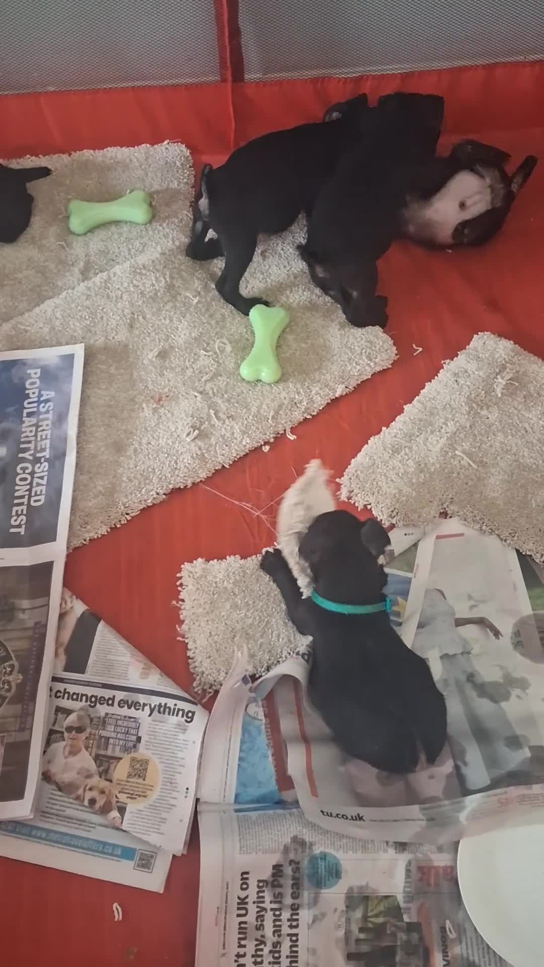 Patterdale Terrier dogs for sale: Pattersdale pups - Video 1