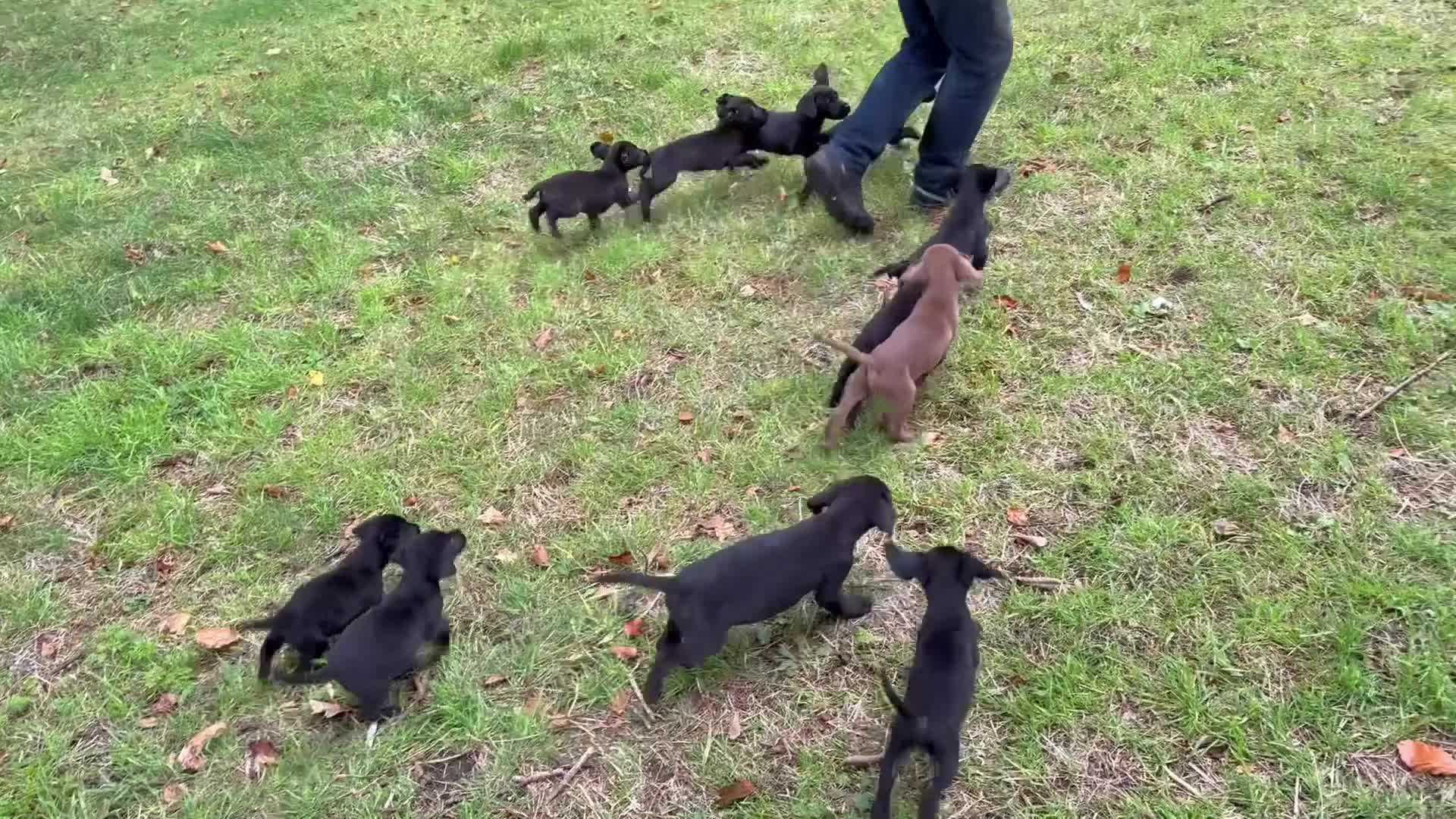 Labrador Retriever dogs for sale: Outstanding DRAKESHEAD working Labrador Puppies  - Video 4