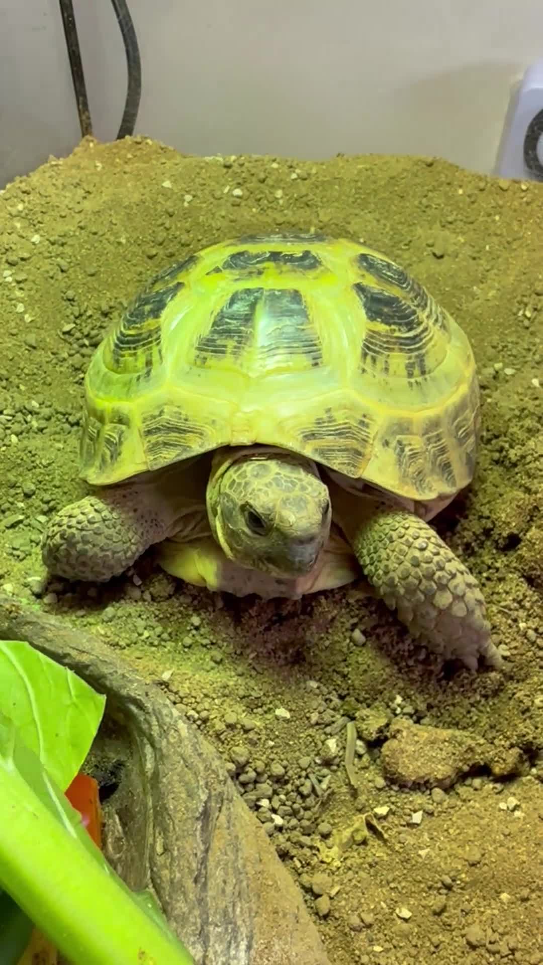 Tortoise reptiles for sale: Horsefield Russian Tortoise  - Video 1
