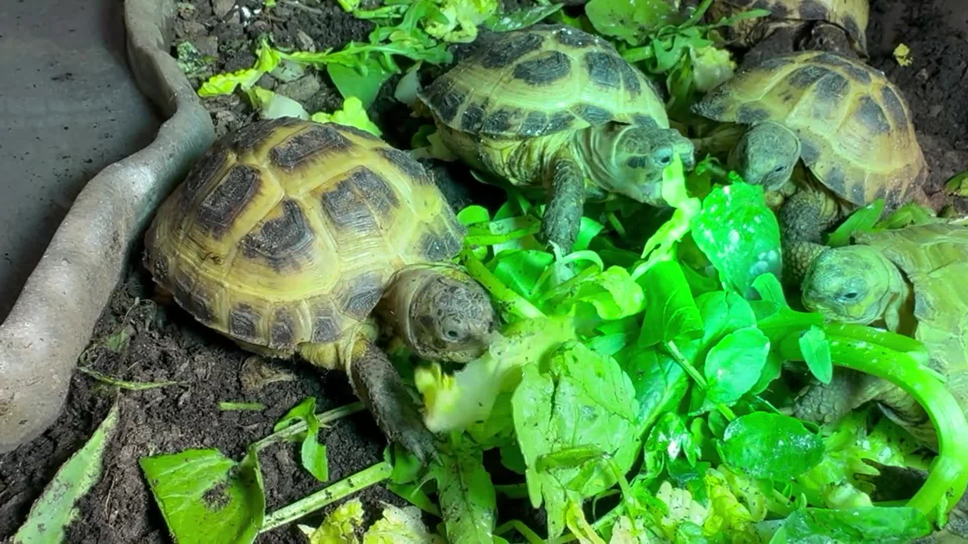 Tortoise reptiles for sale: Baby Horsfield Tortoises and Set Ups! - Video 1