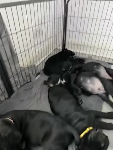Cane Corso dogs for sale: Cane corso pups - Video 1