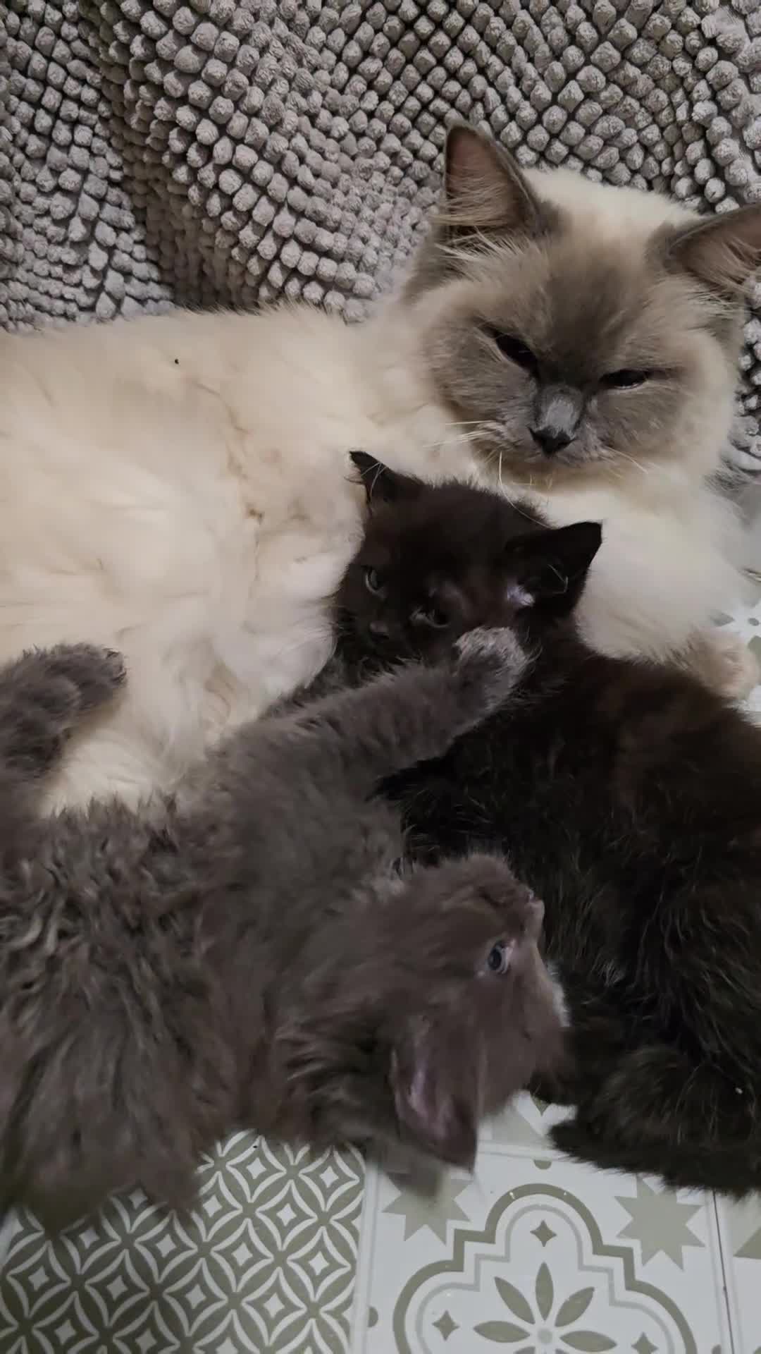 Ragdoll cats for sale: Gorgeous half ragdolls - Video 1