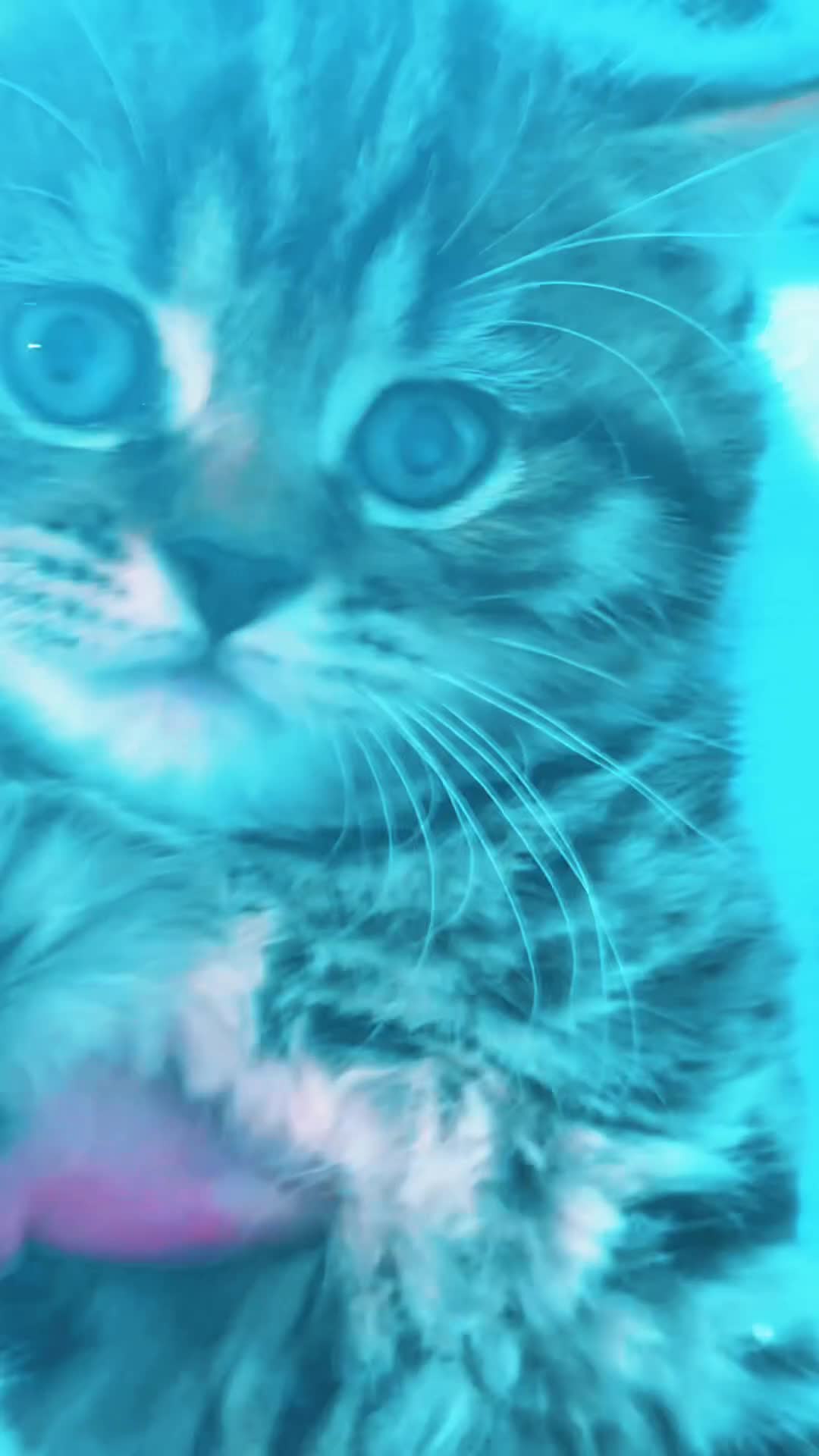 Mixed Breed cats for sale: Scotish straight and mixed  - Video 2