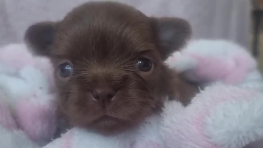 Chihuahua dogs for sale: Beautiful chocolate long coat chihuahuas - Video 3