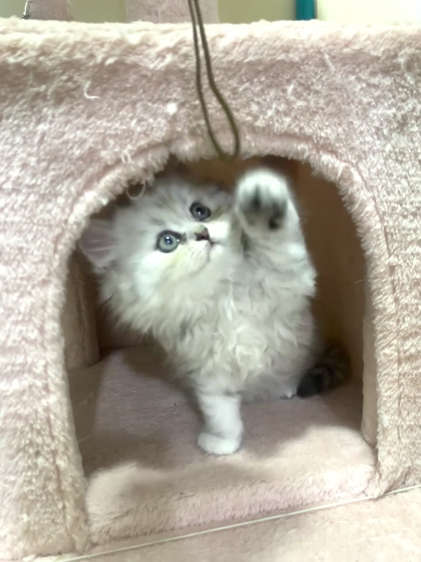 Mixed Breed cats for sale: Mixed breed kitten  - Video 1
