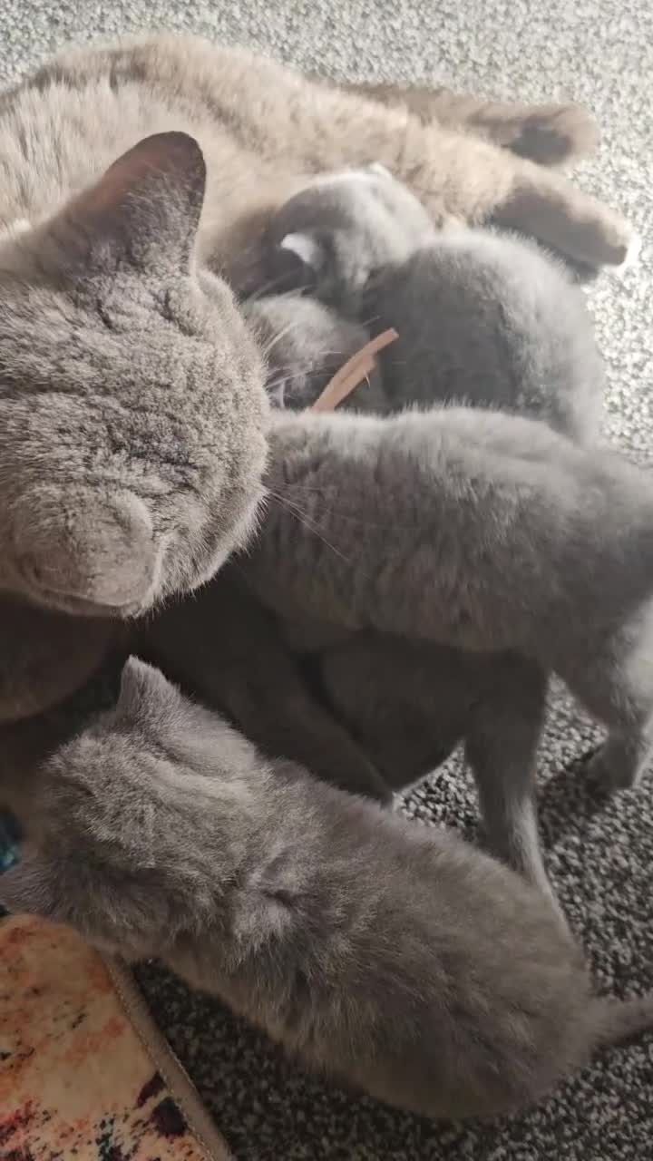 British Shorthair cats for sale: British Shorthair kittens ( pedigree) - Video 1