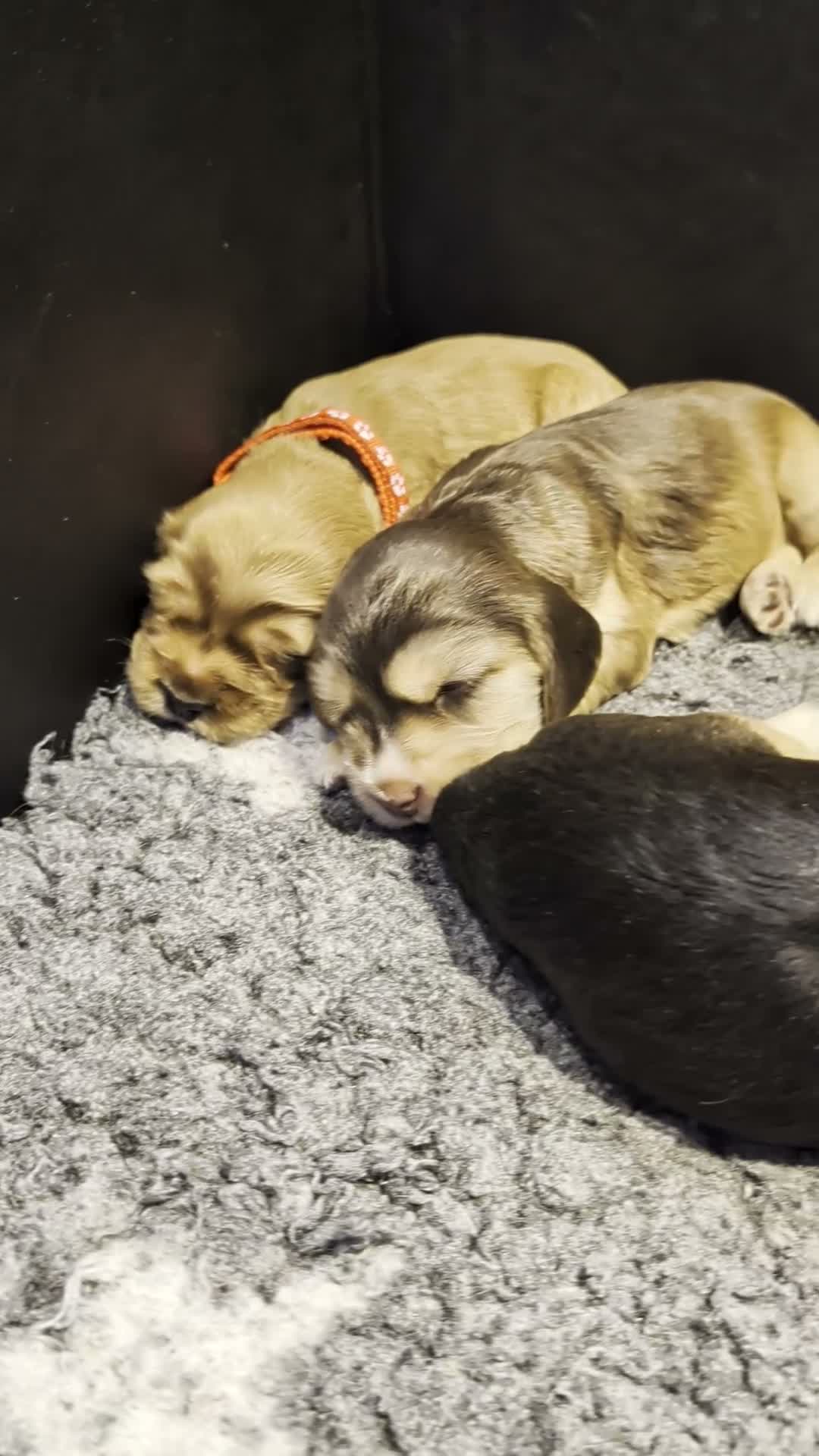 Cocker Spaniel dogs for sale: Fully Health Tested Showline Cocker Spaniel Pups - Video 3