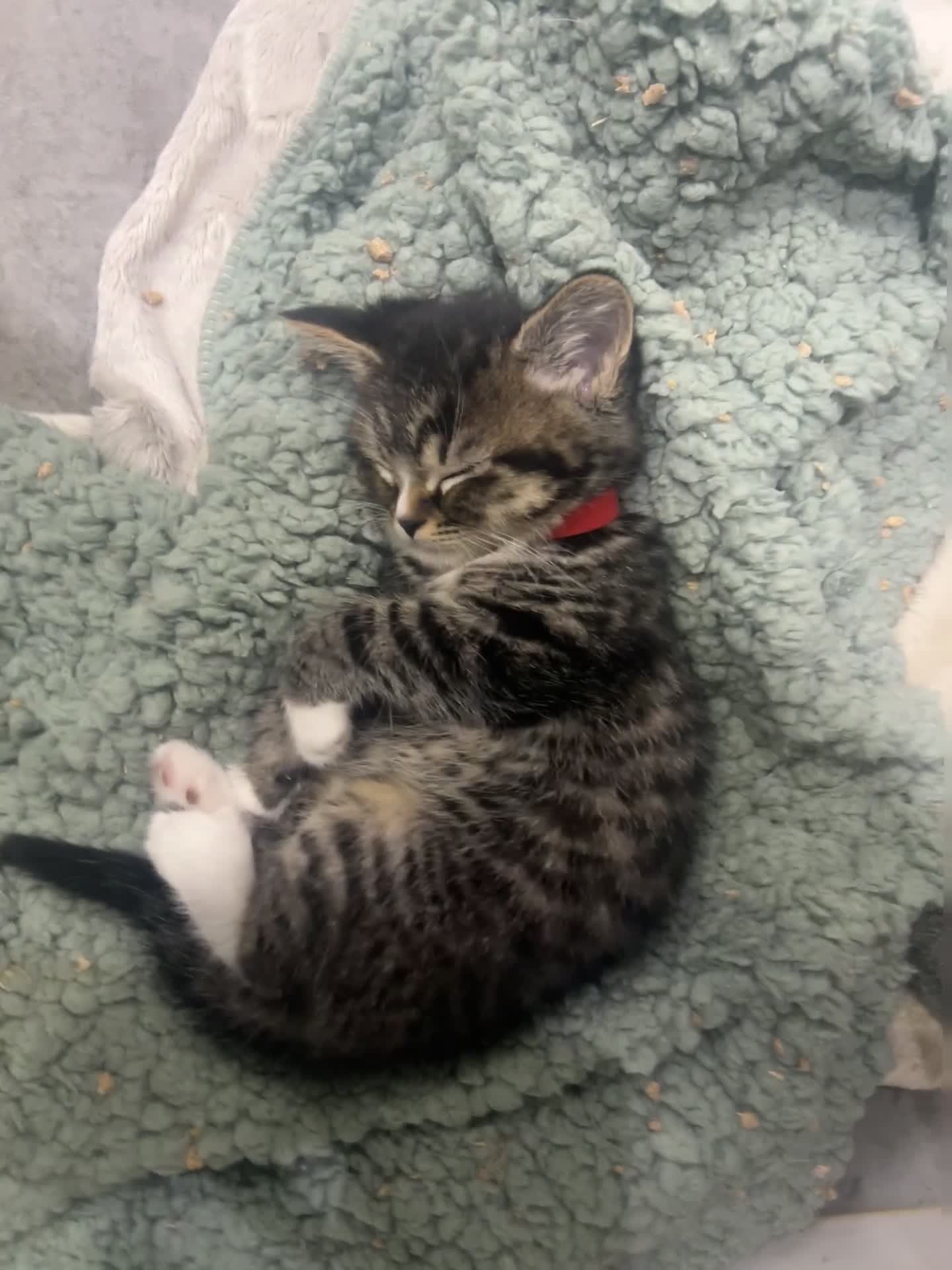 British Shorthair cats for sale: Cuteness Alert - Five BSH kittens ready to rehome - Video 4