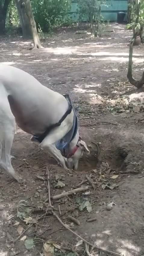 Lurcher dogs for adoption: Pirelli - Video 3