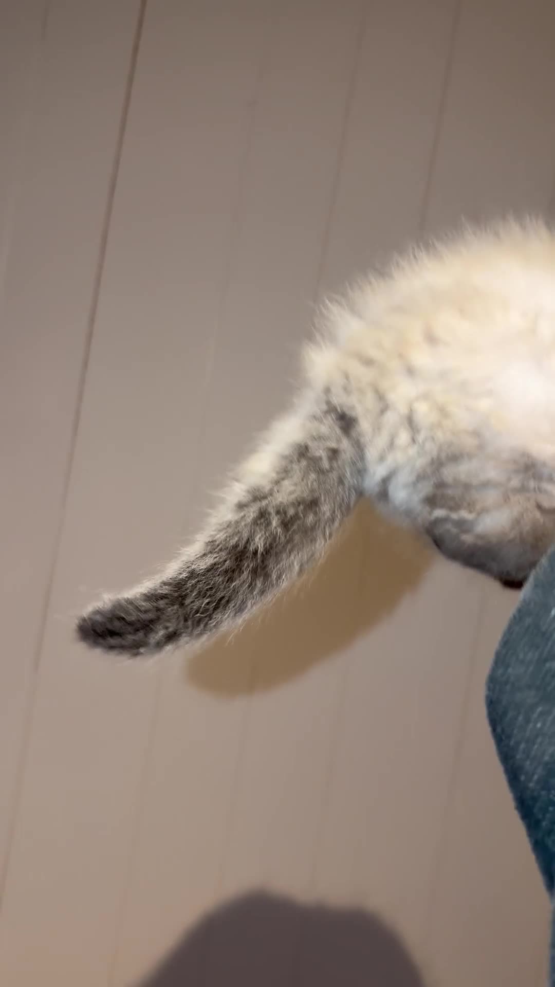 Ragdoll cats for sale: Ready to leave NOW! Ragdoll - Video 3