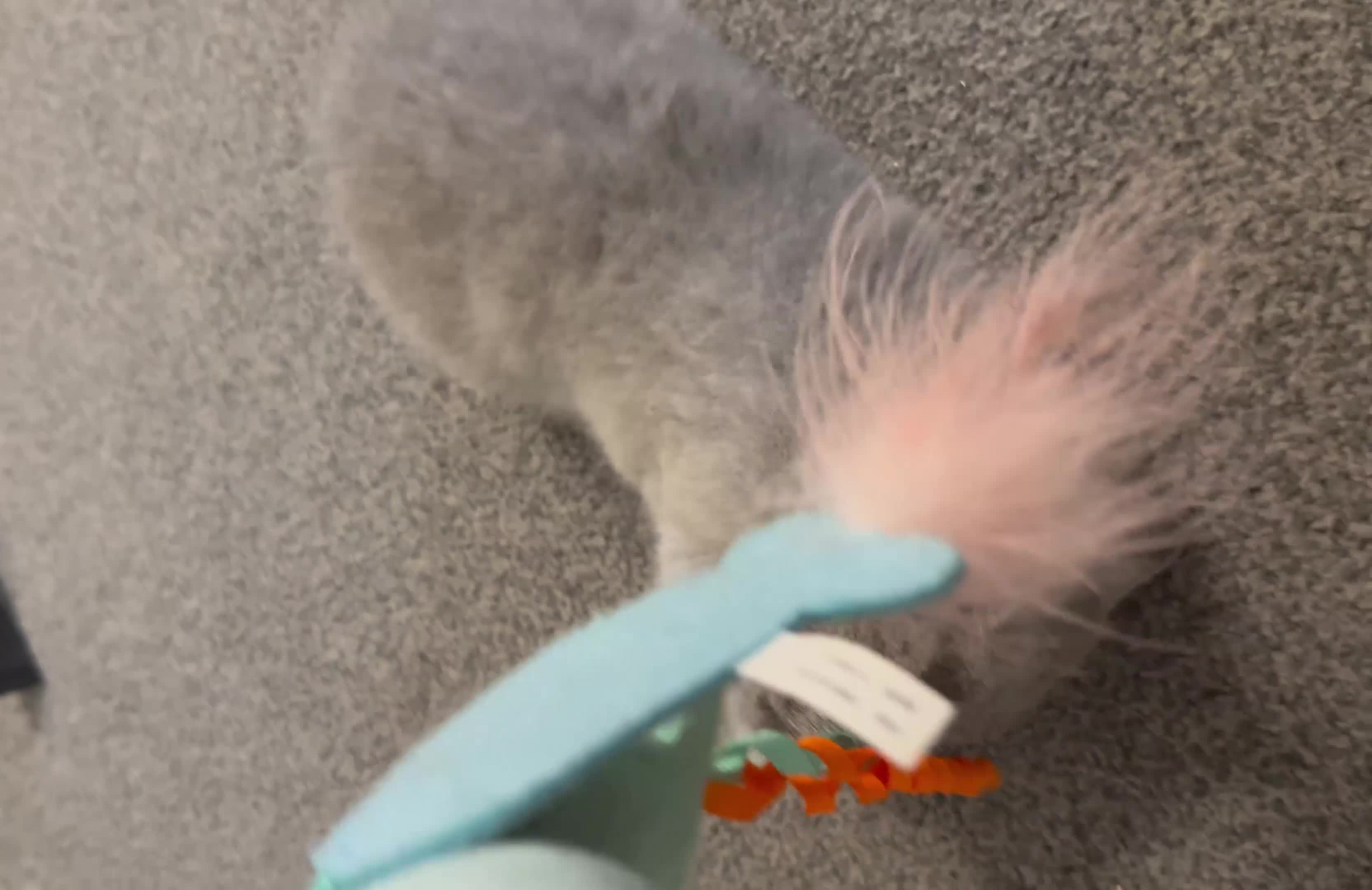 British Shorthair cats for sale: British shorthair ‼️GIRL‼️ in Sutton-in-Ashfield - Video 1