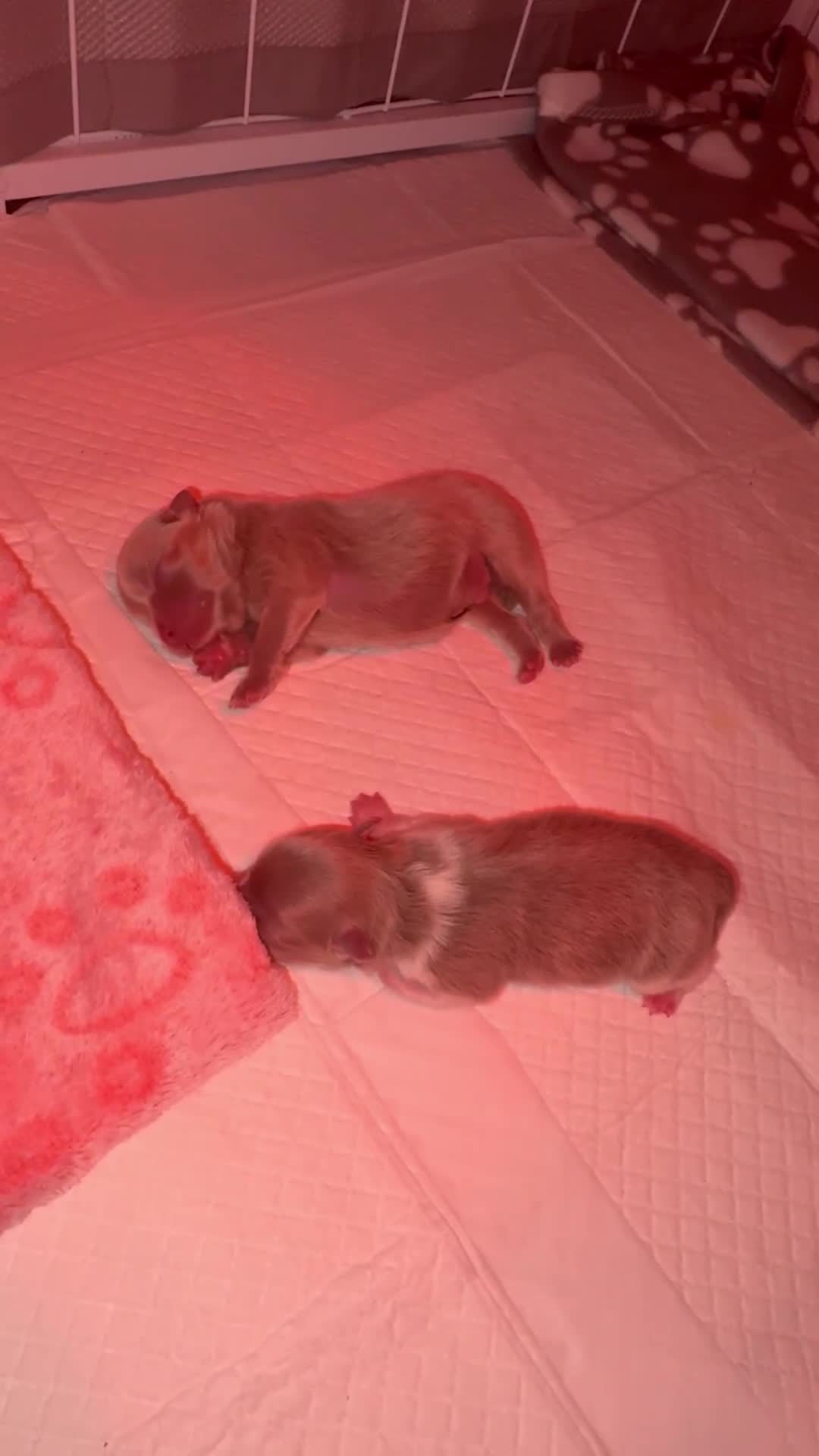 Pomeranian dogs for sale: ✨NEW LOWERED PRICE✨ Pomeranian puppies 🐶  - Video 2
