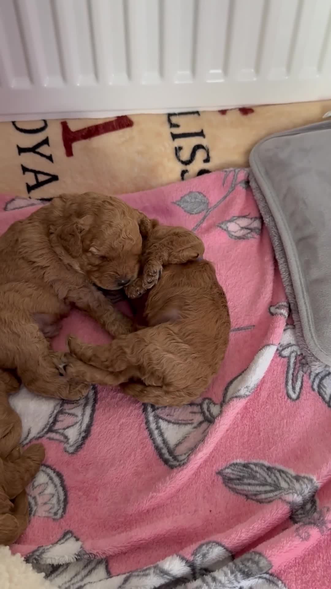 Cavapoo dogs for sale: Cavapoo puppies - Video 2