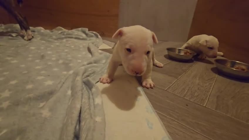 Miniature Bull terrier dogs for sale: White Miniature Bullterrier  - Video 2