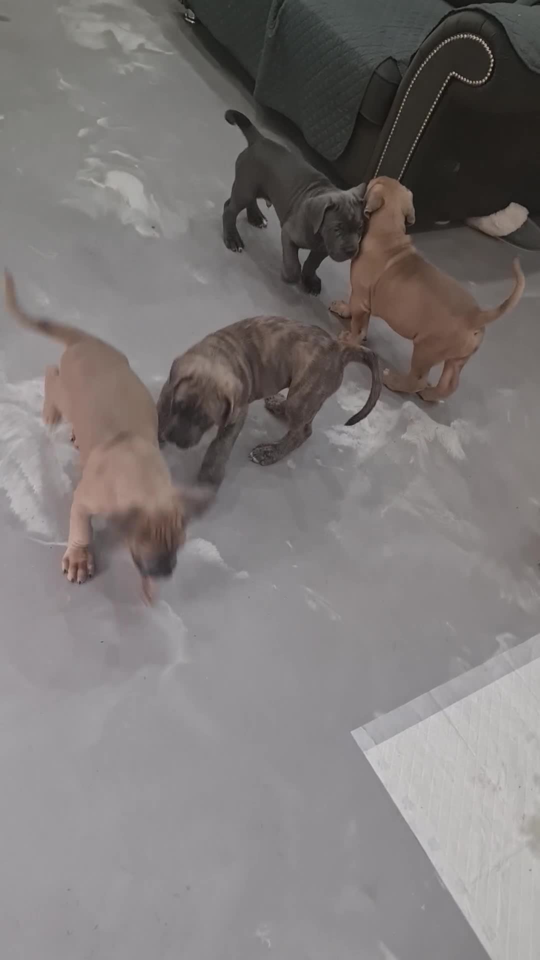Cane Corso dogs for sale: Cane Corso Puppies in Wolverhampton - Video 2