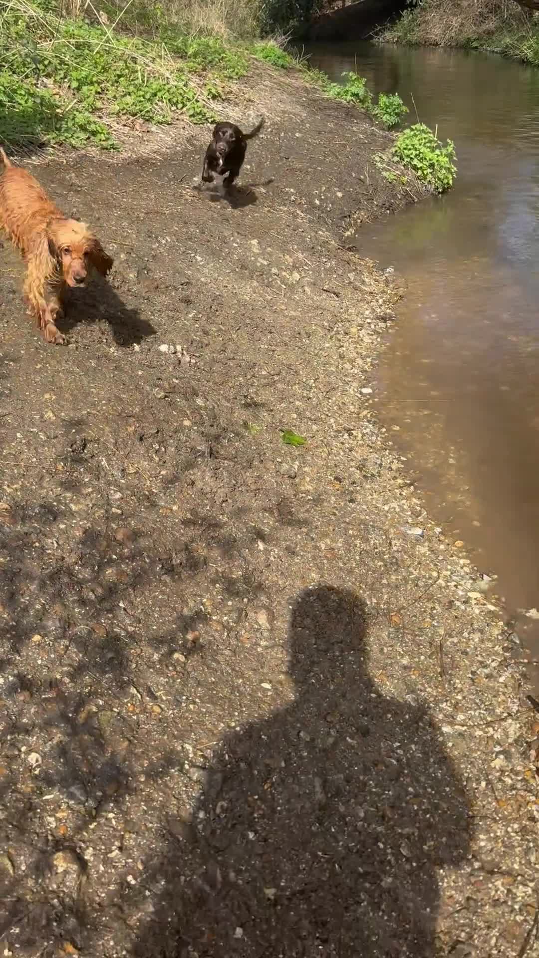 Cocker Spaniel dogs for sale: Beautiful Summer - Video 3