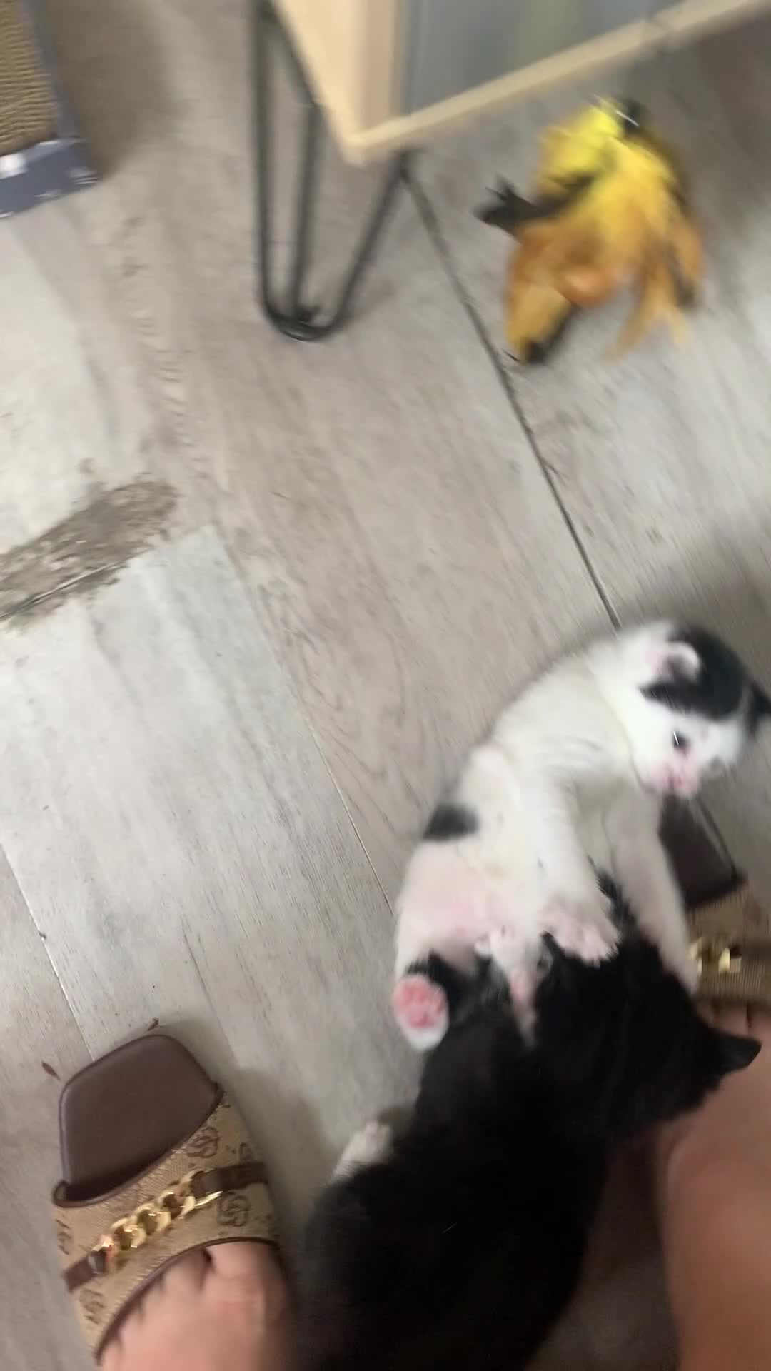 Mixed Breed cats for sale: Kittens looking for a lovable home.  - Video 1