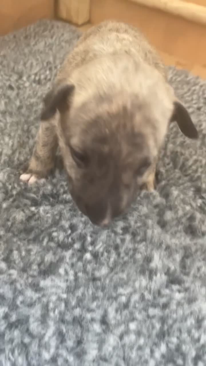 English Bull Terrier dogs for sale: *One Left* KC Reg English Bull Terrier Pups  - Video 2