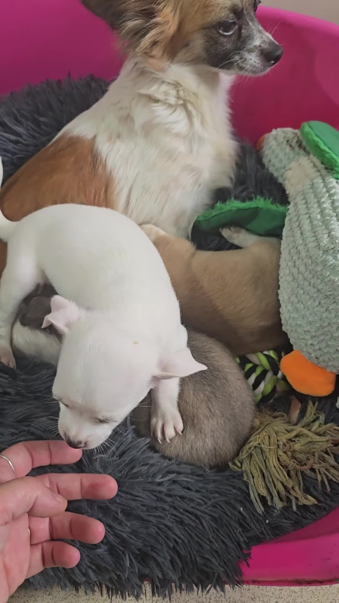 Chihuahua dogs for sale: Chihuahua puppies for sale  - Video 1