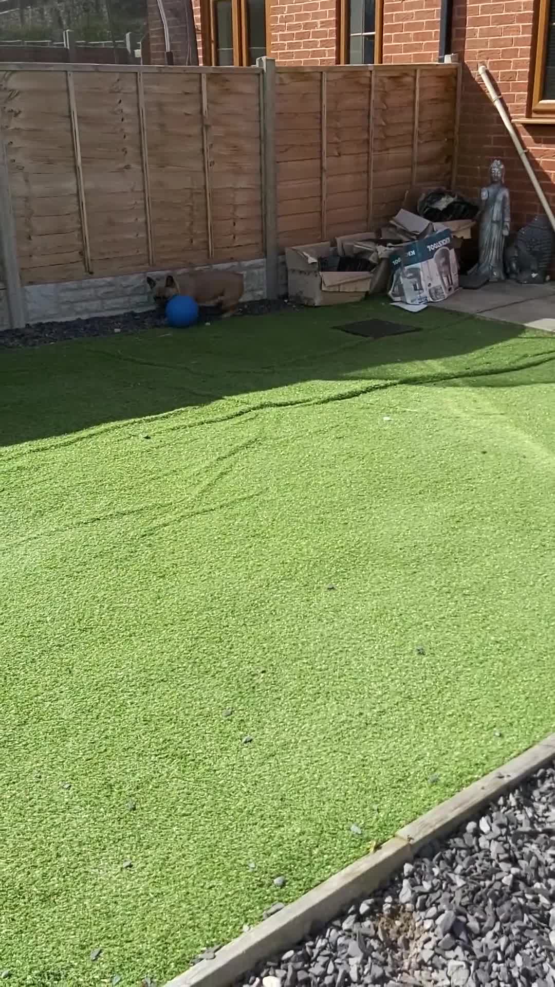 French Bulldog dogs for sale: Hugo. in Rhyl - Video 2