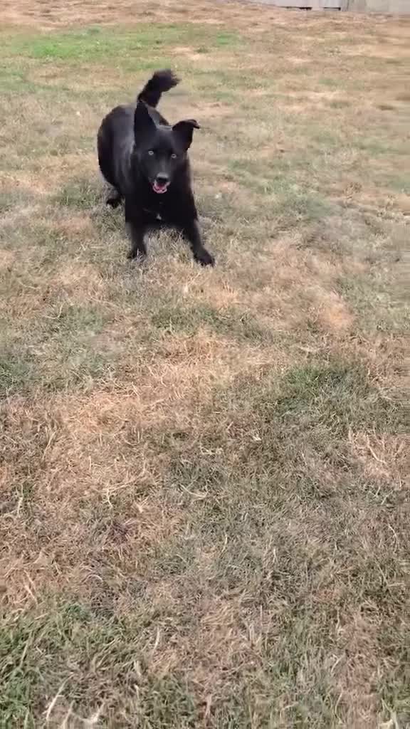 Mixed Breed dogs for adoption: Jasmine - loving human wanted  - Video 2