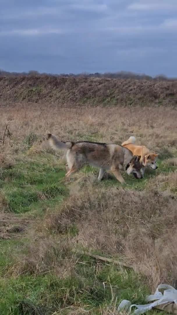 Saarloos Wolfdog dogs for stud: Stud Czechoslovakian wolfdog in Birmingham - Video 1