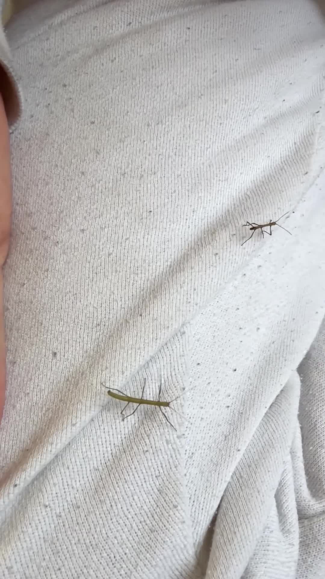 Stick Insects invertebrates for sale: Indian Stick Insect Babies in Birmingham - Video 3
