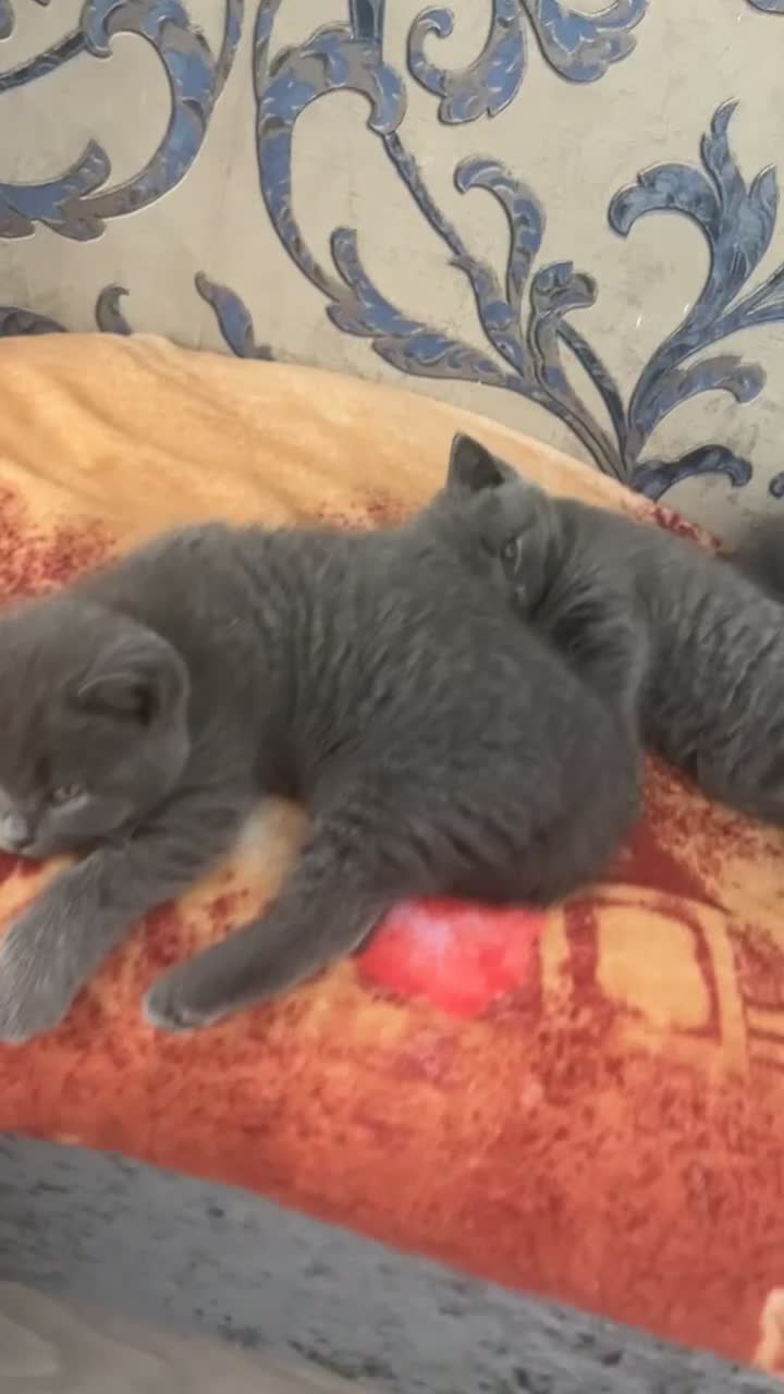 British Shorthair cats for sale: 4 british short hair kittens for sale - Video 4