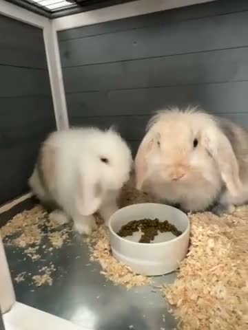 Mixed Breed rabbits for sale: Two lovely, friendly bunnies (brothers) in Crawley - Video 1