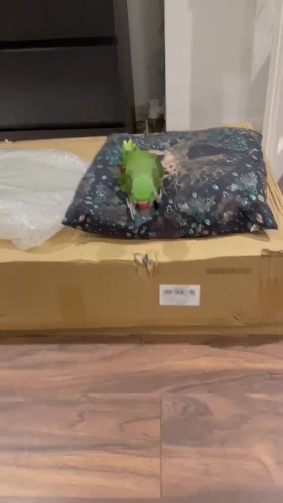 Parakeets birds for sale: Female Alexandrian parakeet  - Video 1