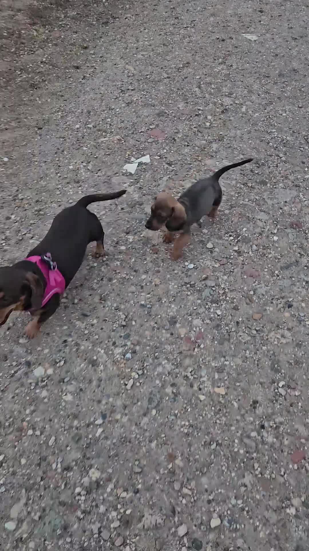 Dachshund dogs for sale: Beautiful Wild Boar Kaninchen Dachshund in Colchester - Video 2