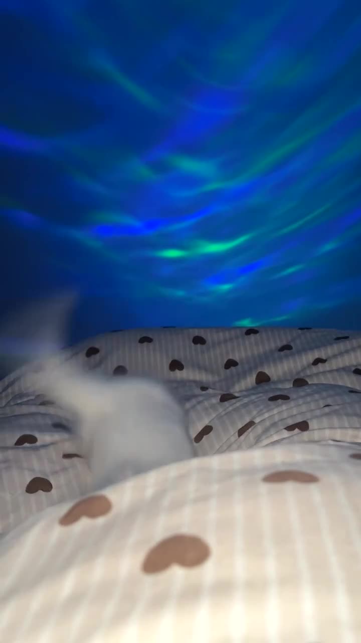 British Longhair cats for sale: Last Female Kitten available  - Video 2