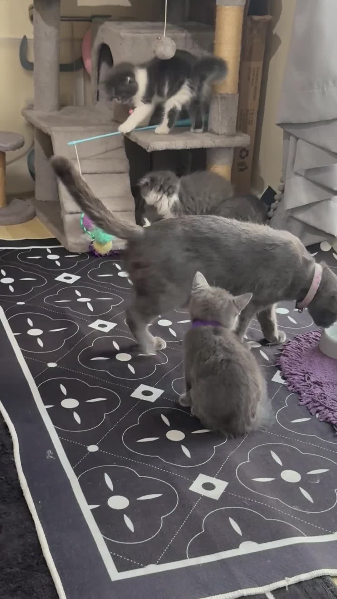 Scottish Fold cats for sale: 4 Beautiful Scottish Fold Kittens  - Video 1