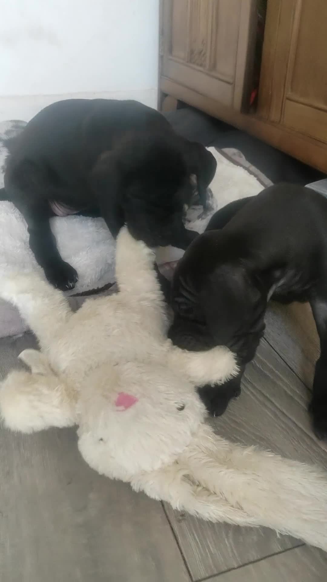 Great Dane dogs for sale: Beautiful KC registered Great Dane Puppies  - Video 2