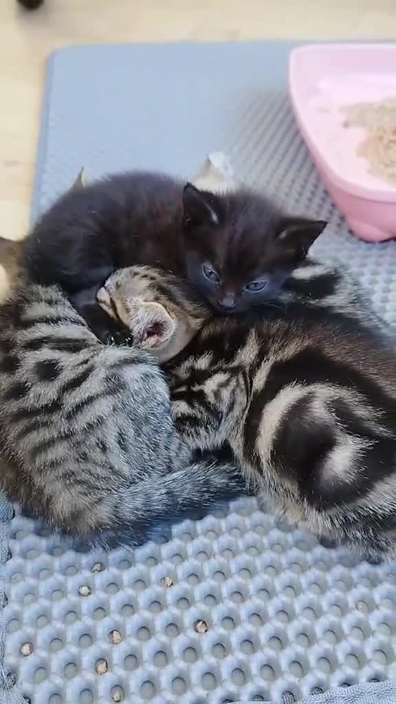 Mixed Breed cats for sale: 4 kittens to good hands  - Video 1