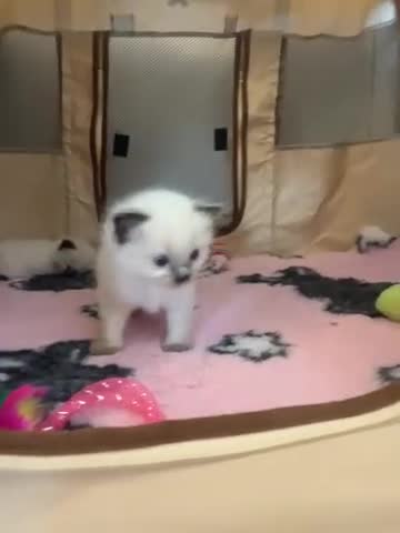 Ragdoll cats for sale: Blue and seal point ragdolls ❤️ - Video 1