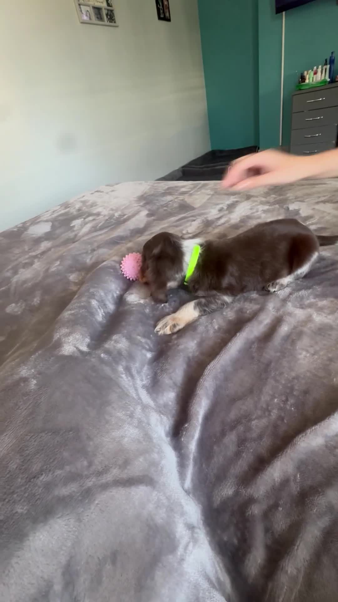 Cocker Spaniel dogs for sale: READY NOW- DNA TESTED choc roan & tan show cocker - Video 2