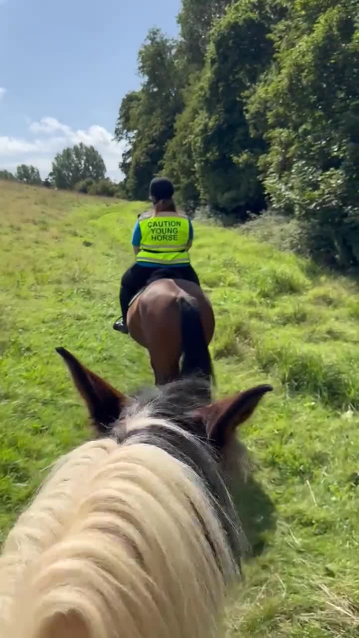 Welsh Section D horses for sale: Beautiful Welsh partbred mare  - Video 3