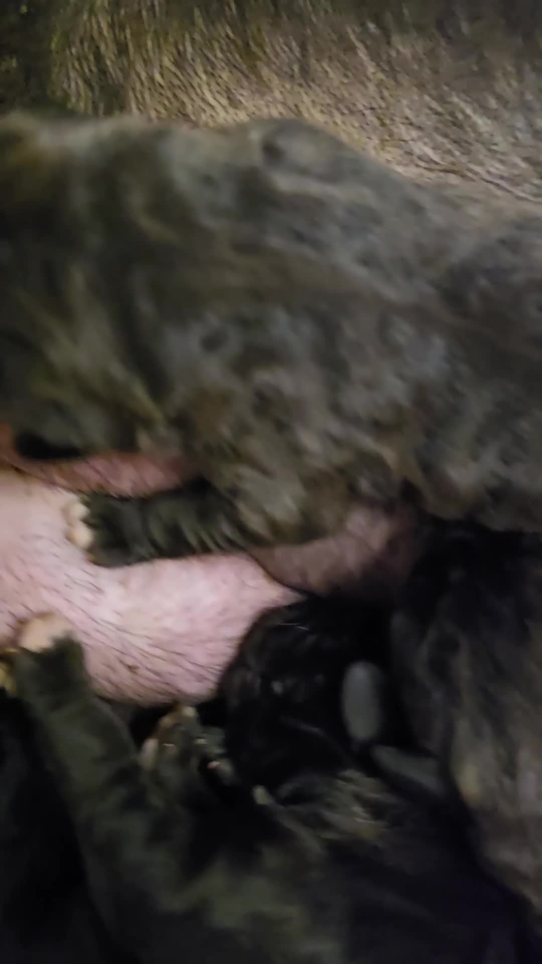 Cane Corso dogs for sale: 8 beautiful pedigree Cane Corso puppies - Video 1