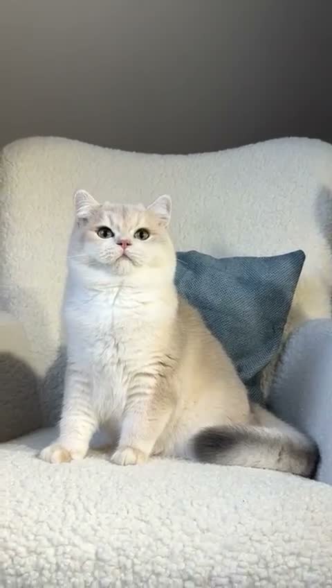 British Shorthair cats for sale: BSH Pedigree Black and Blue Golden Chinchilla's - Video 1