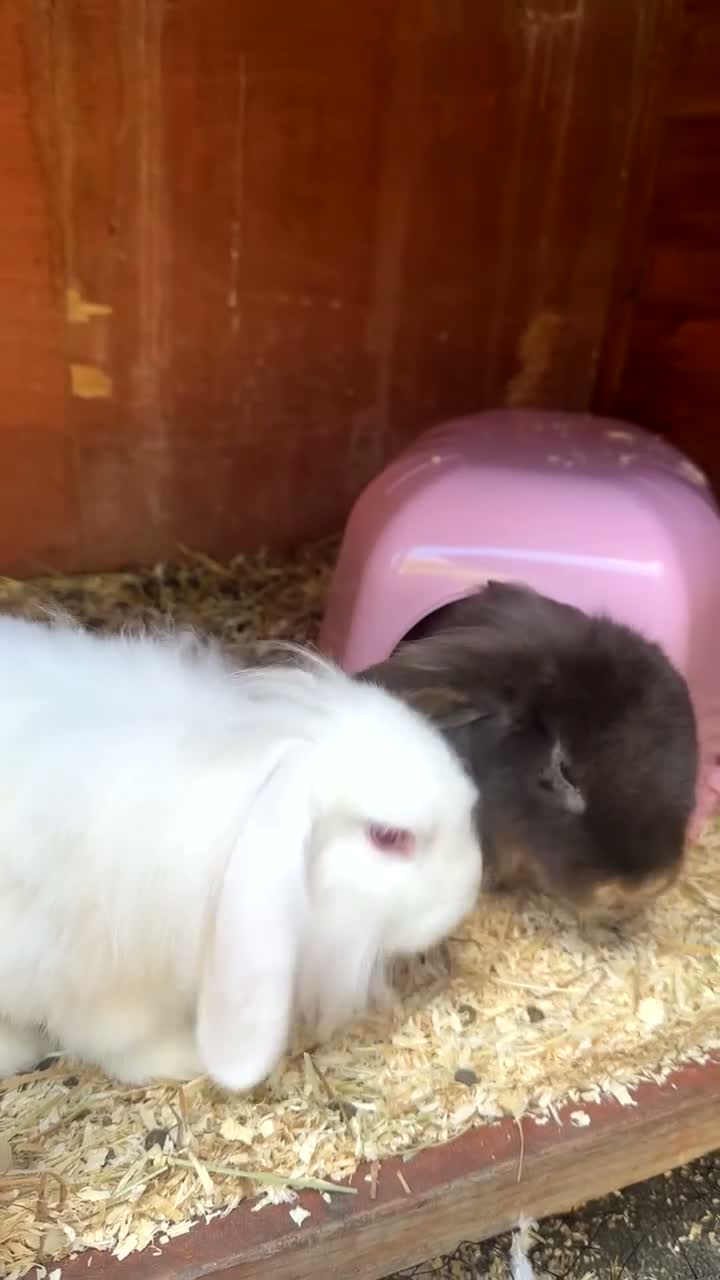 Mini Lop rabbits for sale: 2 Young Lop Bunnies in Newcastle upon Tyne - Video 1