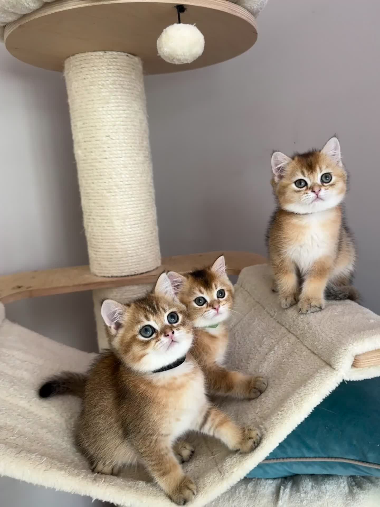 British Shorthair cats for sale: BSH Golden kittens  - Video 1