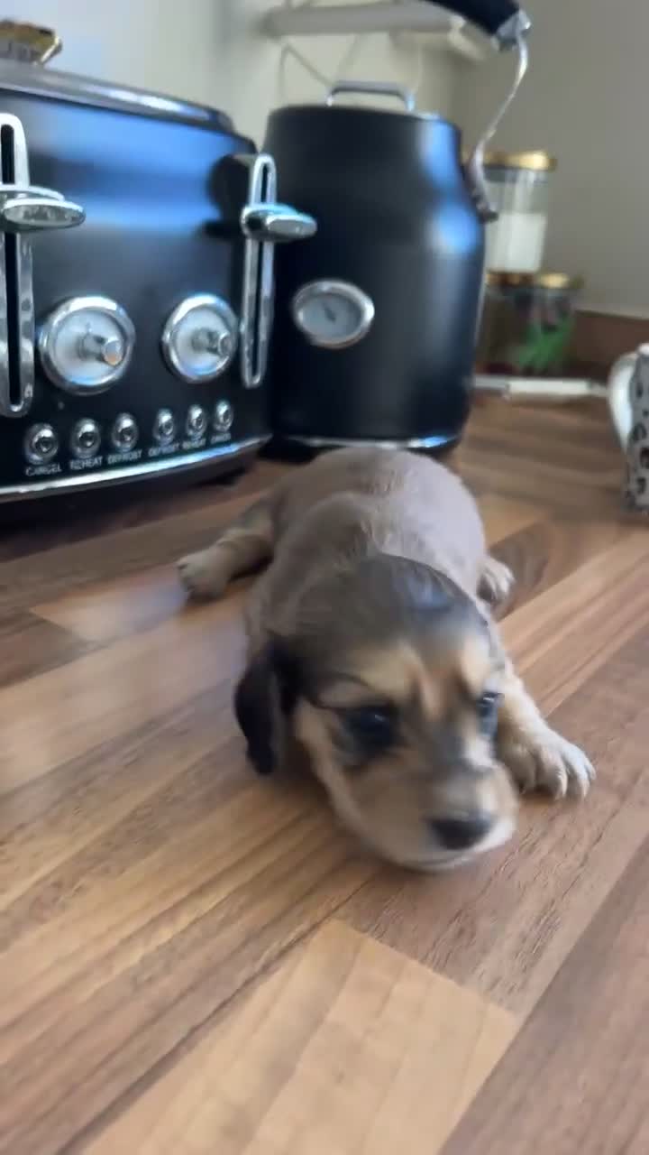 Miniature Dachshund dogs for sale: Shaded cream mini long haired dachshund for sale  - Video 2