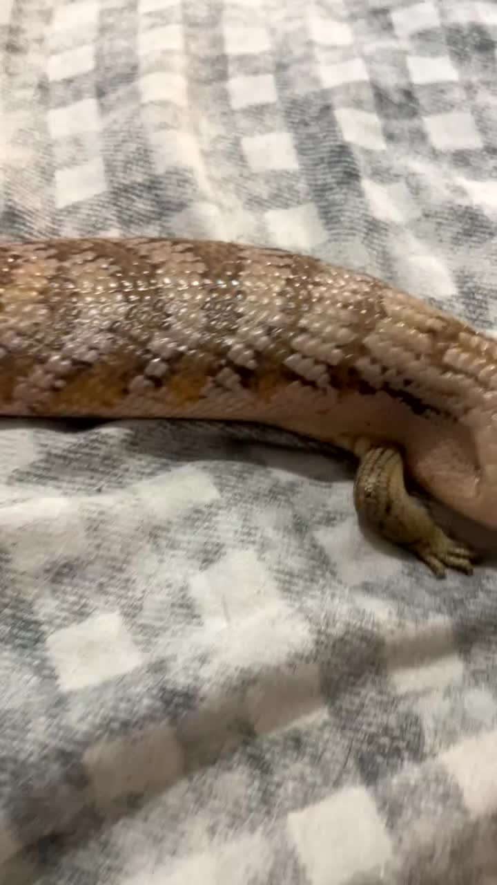 Lizard reptiles for sale: Northern Blue Tongued Skink - Video 3