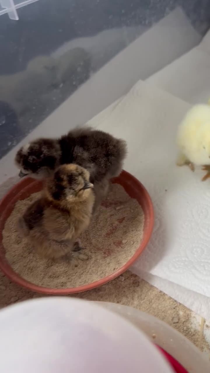 Chickens poultry for sale: Silkie Chicks - Video 1