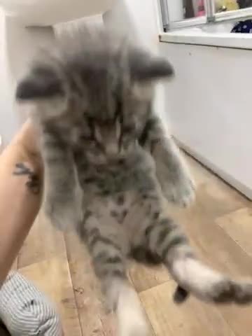 Mixed Breed cats for sale: 3male kittens in Eastleigh - Video 1