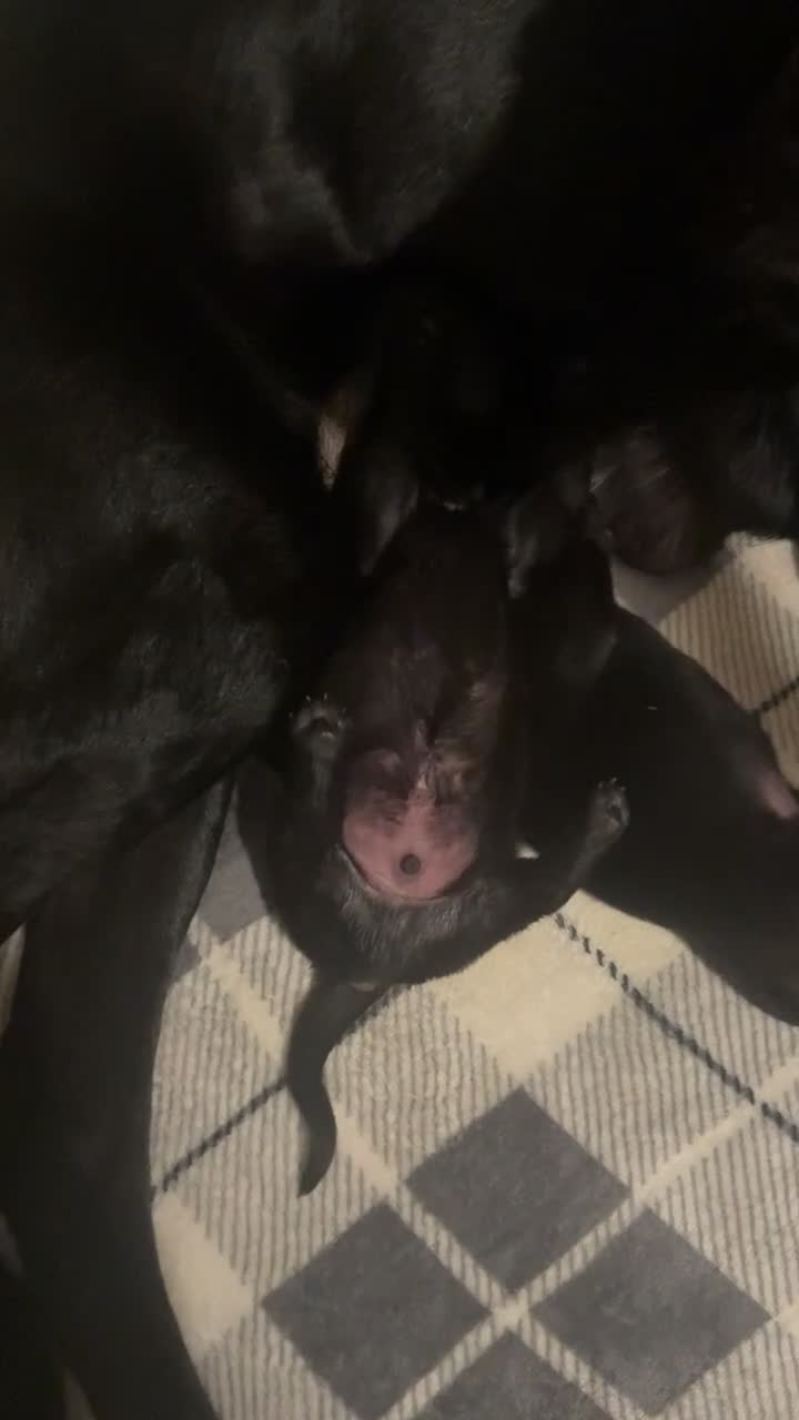 Mixed Breed dogs for sale: Labrador x pups - Video 2