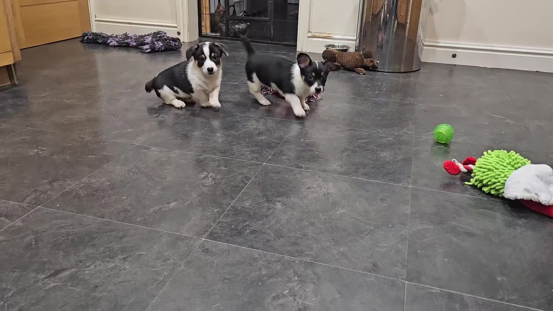 Mixed Breed dogs for sale: Corgi x Jack Russell terrier pups - Video 1